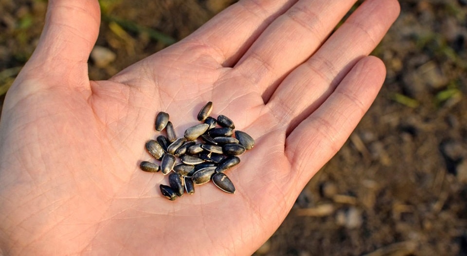 Các loại đậu, hạt ngũ cốc, hạt giống, thuộc danh sách cấm khi sang Úc. Hạt giống nằm trong danh mục cấm mang theo khi nhập cảnh Úc